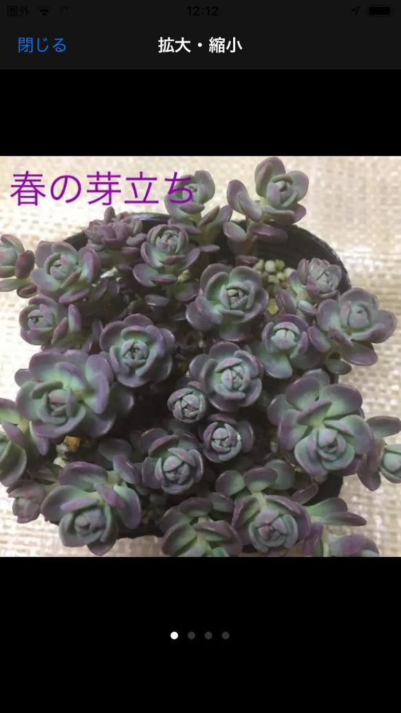 多肉植物 赤葉日高ミセバヤ その他素材 spark garden いやしの園