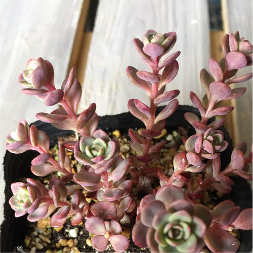 多肉植物 赤葉日高ミセバヤ その他素材 spark garden いやしの園 通販