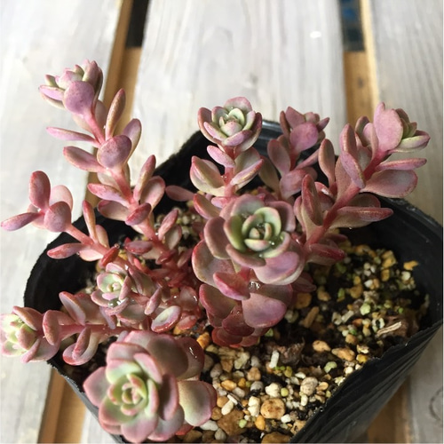 ６月いっぱい♡赤葉日高ミセバヤ カット苗 多肉植物 多肉植物 赤葉日高ミセバヤ その他素材 spark garden いやしの園