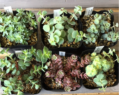越中ミセバヤ カット苗 多肉植物 ミセバヤ 】カット苗 多肉植物 - メルカリ