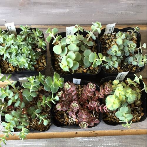在庫少 赤葉日高ミセバヤ カット苗 多肉植物 多肉植物 ミセバヤ