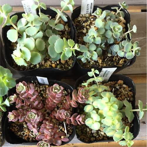 多肉植物 ミセバヤ コレクション 6種セット その他素材 spark garden