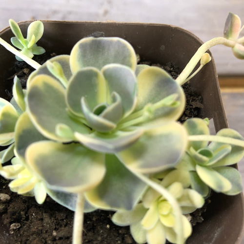 多肉植物 子持ち蓮華錦 オロスタキス属 その他素材 spark garden
