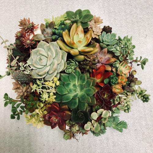 多肉植物セット*2 多肉植物 寄せ植え用苗セット 25種以上 その他素材 spark garden