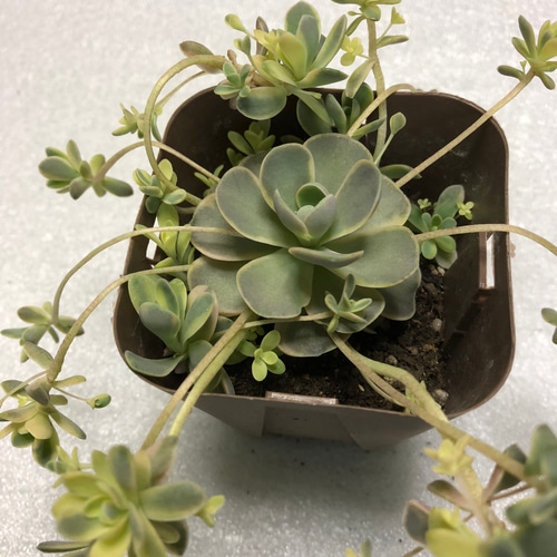 子持ち蓮華錦 オロスタキス 多肉植物