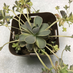 多肉植物 子持ち蓮華錦 オロスタキス属 その他素材 spark garden