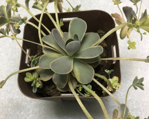 0_af45451b01998d2f29f42574f367