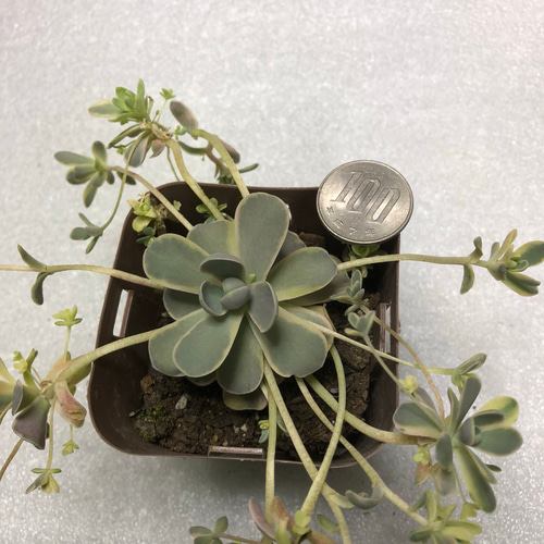 多肉植物 子持ち蓮華錦 オロスタキス属 その他素材 spark garden