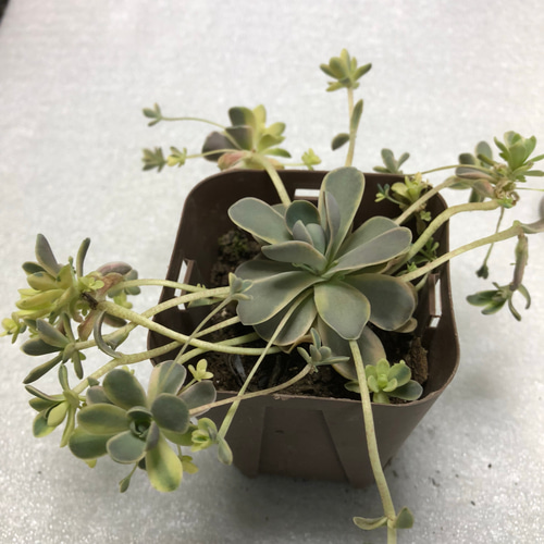 多肉植物 子持ち蓮華錦 オロスタキス属 その他素材 spark garden