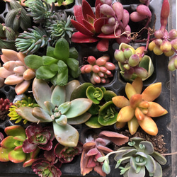 多肉植物カット苗セット⑴☆寄せ植え