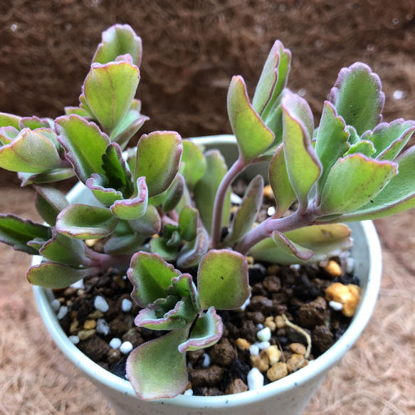 抜き苗全て　ペンテリー ペンテリー 希少 多肉植物 プレクトランサス属 その他素材 spark