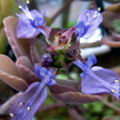 ペンテリー 希少 多肉植物 プレクトランサス属 その他素材 spark