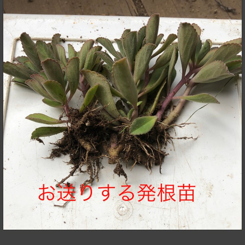 ペンテリー 希少 多肉植物 プレクトランサス属 その他素材 spark