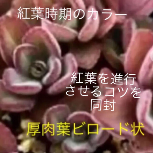 ペンテリー 希少 多肉植物 プレクトランサス属 その他素材 spark