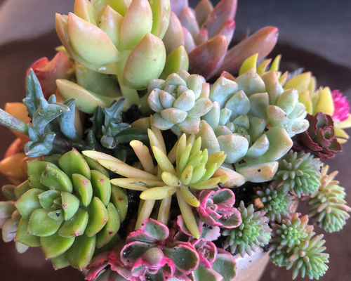 多肉植物 寄せ植え カラフルに紅葉します。 その他素材 spark garden