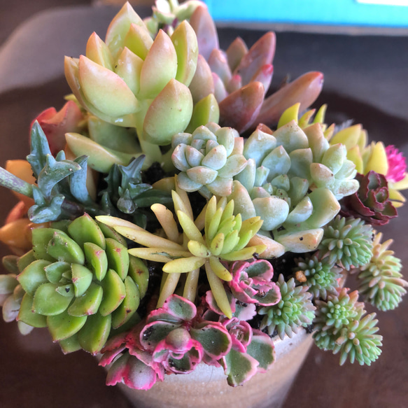 多肉植物 寄せ植え カラフルに紅葉します。 その他素材 spark garden