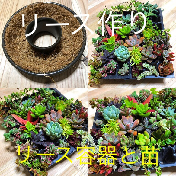 多肉植物リースを作ってみませんか！！ 1枚目の画像