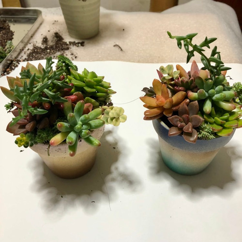 新品「多肉植物の欲しがる植木鉢」3号相当 特価12個セット 送料無料！ 多肉植物の欲しがる植木鉢