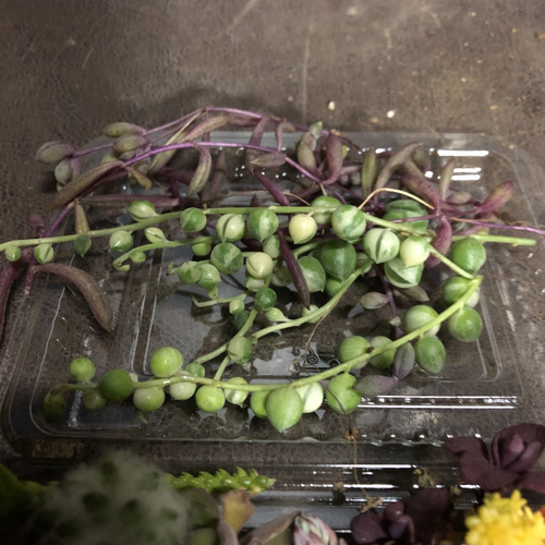 グリーンネックレス カット苗 多肉植物 マーブルネックレス 斑入り