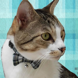 タータンチェックリボンの猫用首輪　レッド 4枚目の画像
