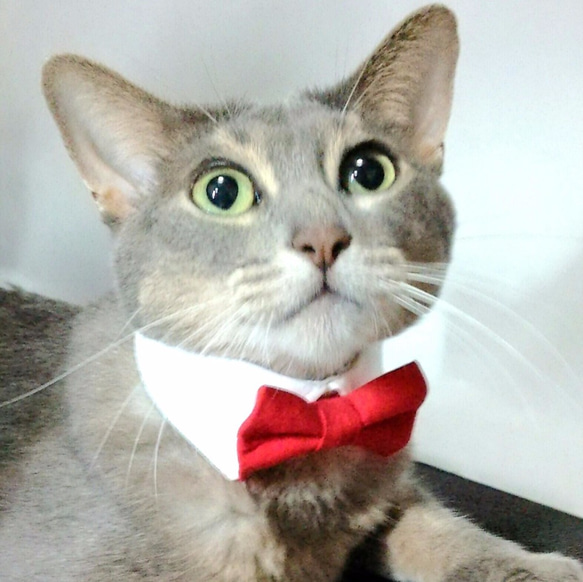 白襟・赤蝶ネクタイ　襟つきカラー（首輪）【S/M/L】 3枚目の画像