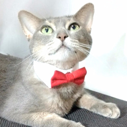 白襟・赤蝶ネクタイ　襟つきカラー（首輪）【S/M/L】 4枚目の画像