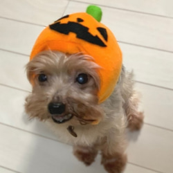 ハロウィンかぼちゃのかぶりもの（帽子）【S/M/L】 4枚目の画像