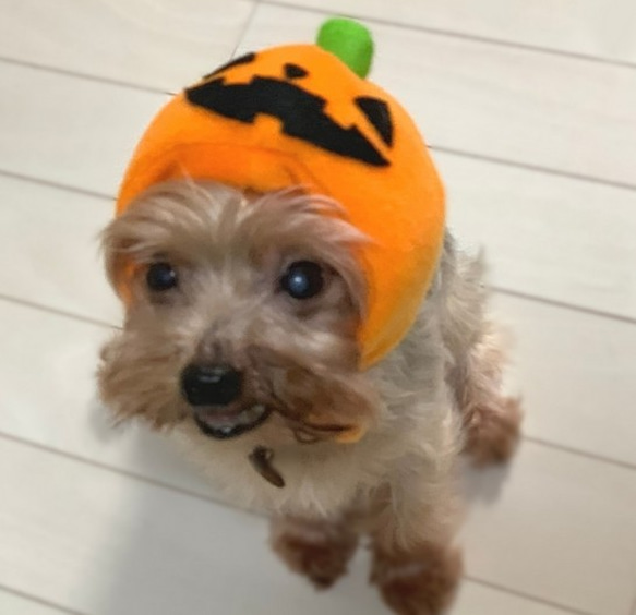 ハロウィンかぼちゃのかぶりもの（帽子）【S/M/L】 4枚目の画像