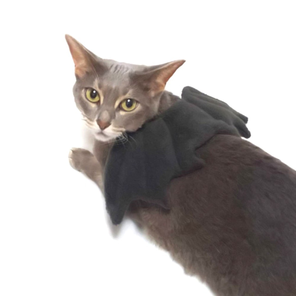 犬猫用アクセサリー　悪魔の羽 3枚目の画像