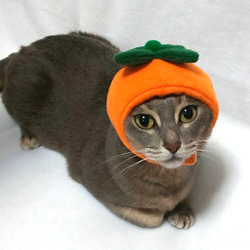 犬猫用コスプレ　柿のかぶりもの（帽子） 3枚目の画像