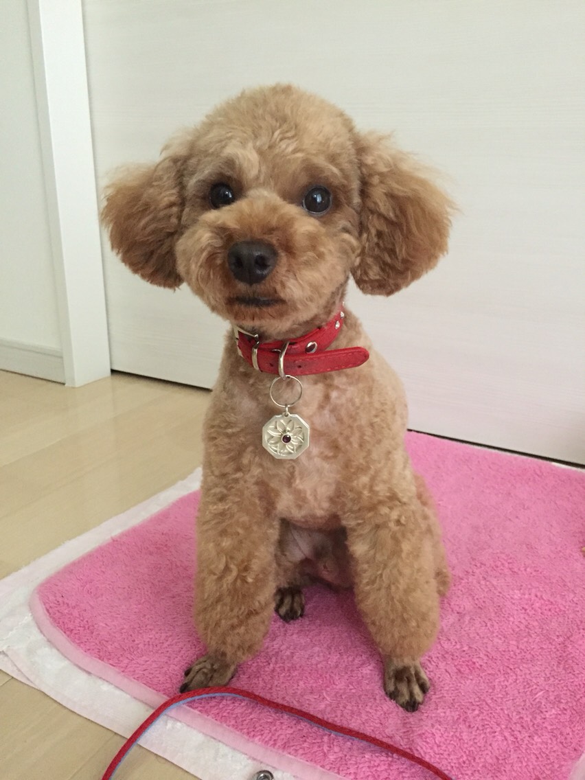 【受注製作】オリジナル犬・猫ちゃん用迷子札（ネームタグ）