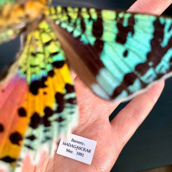 ニシキオオツバメガ翅のピアス 6枚目の画像
