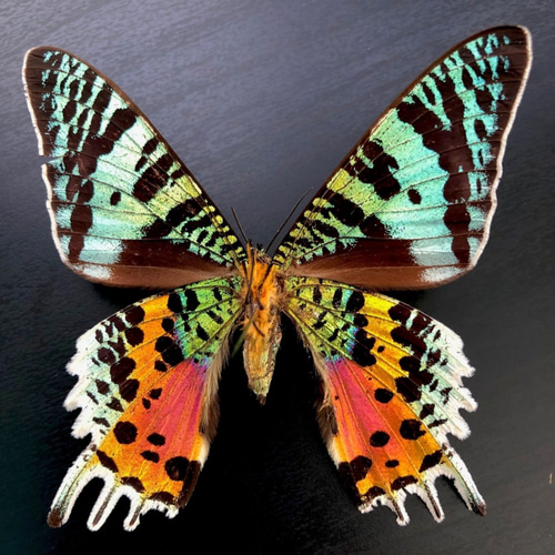 未展翅・昆虫標本No.227 ニシキオオツバメガ標本落札合計3000以上で