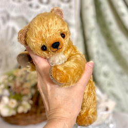 テディベア＜変わりポンチ目のコ＞ ぬいぐるみ Bearbunch（ぶんちべあ