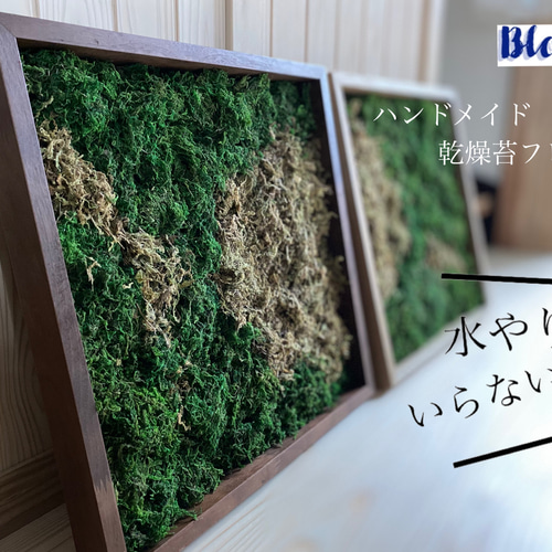 苔フレームスクエア 水やり入らず！title「朧月夜」濃茶 ドライ