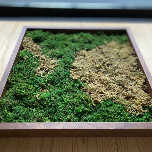 苔フレームスクエア 水やり入らず！title「朧月夜」濃茶 ドライ