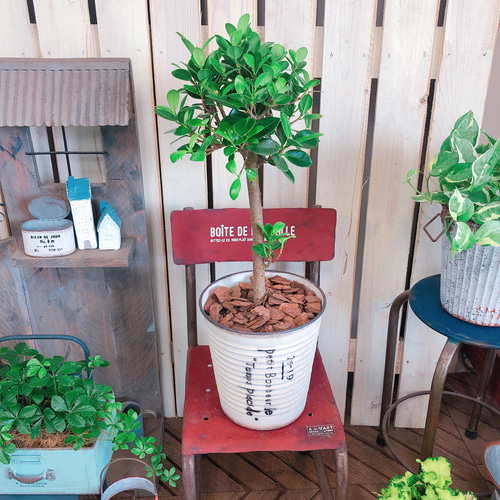 新作♡【かっこいいガジュマル】幸せの木♡風水でも大人気 観葉植物