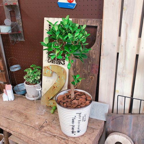 新作♡【かっこいいガジュマル】幸せの木♡風水でも大人気 観葉植物