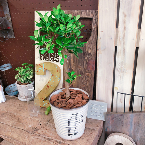 新作♡【かっこいいガジュマル】幸せの木♡風水でも大人気 観葉植物