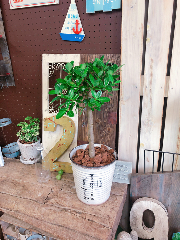 新作♡現品【かっこいいガジュマル】幸せの木♡風水でも大人気 観葉植物♡白系ブリキ鉢 6枚目の画像