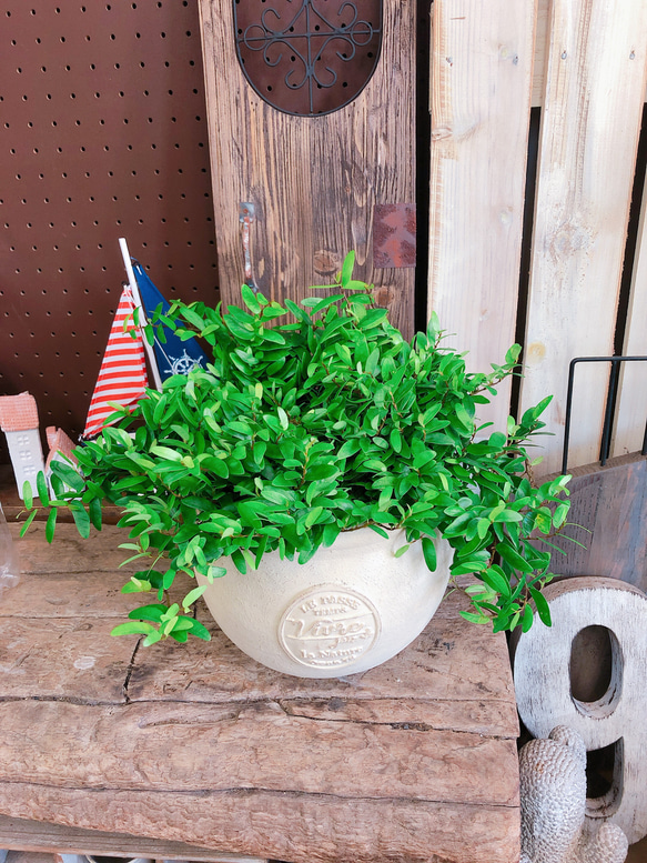 ラスト！新作♡レア！【フィカス アヌーク】オシャレな観葉植物♡素敵