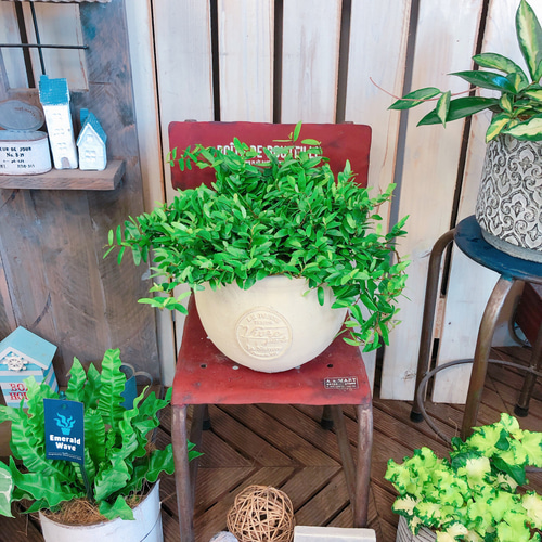 ラスト！新作♡レア！【フィカス アヌーク】オシャレな観葉植物♡素敵