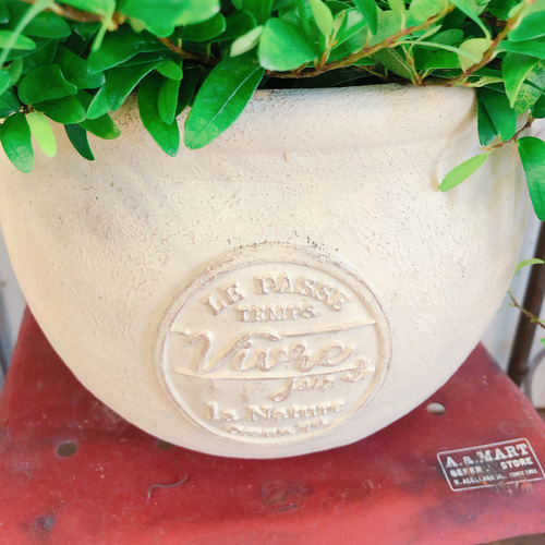 ラスト！新作♡レア！【フィカス アヌーク】オシャレな観葉植物♡素敵