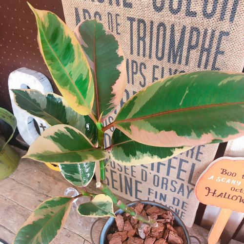 新作♡現品【くねっとフィカス ルビー】ブルー系ブリキ鉢！個性的な