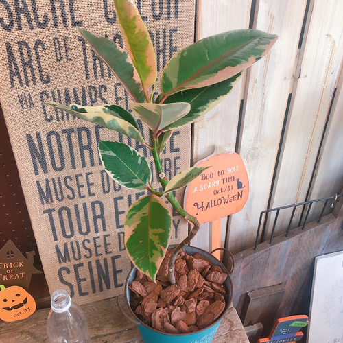 新作♡現品【くねっとフィカス ルビー】ブルー系ブリキ鉢！個性的な