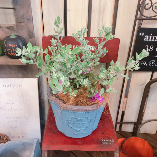 レウコフィルム フルテスケンス ファイバー鉢 レウコフィルム フルテスケンス ファイバー鉢 新作♡【レウコフィルム