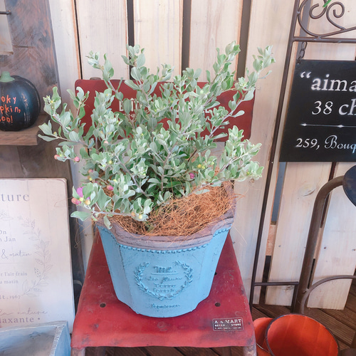 レウコフィルム　シルバーリーフ　/ 597 レウコフィルム シルバーリーフ / 597