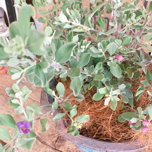 新作♡【レウコフィルム】毎年楽しめる薄紫のお花♡シルバー
