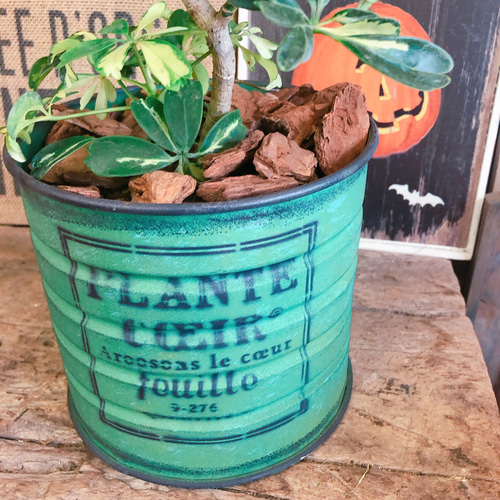 新作♡現品のみ！レア【くねっとシェフレラジェニーネ】お手頃サイズの