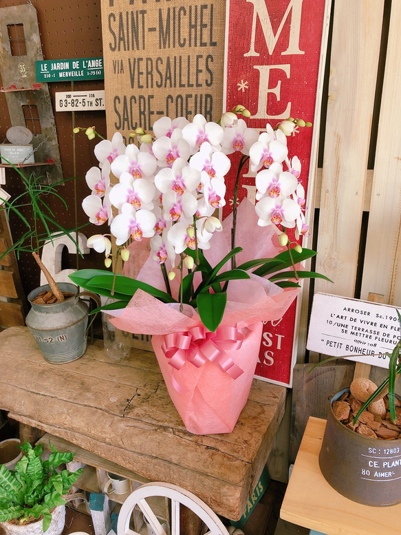 胡蝶蘭 アートフラワー鉢花 白とピンク 胡蝶蘭 アートフラワー鉢花 白とピンク